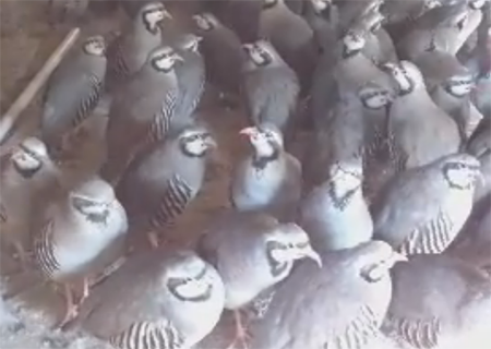 chukars