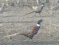 birds